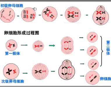 促卵细胞生成素高 促卵细胞生成素 促卵细胞生成素的作用