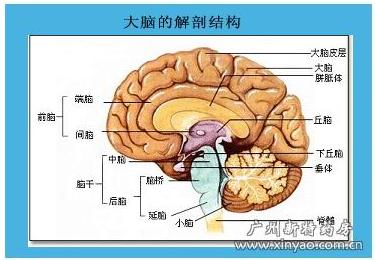 下丘脑垂体失调怎么办 下丘脑