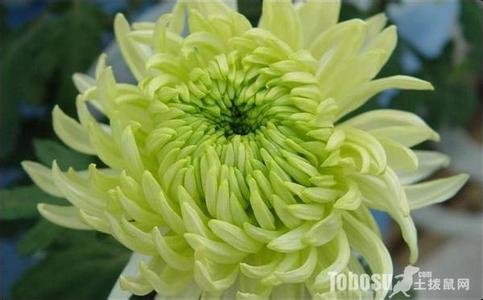 菊花有什么作用与功效 什么菊花最好 菊花的功效与作用