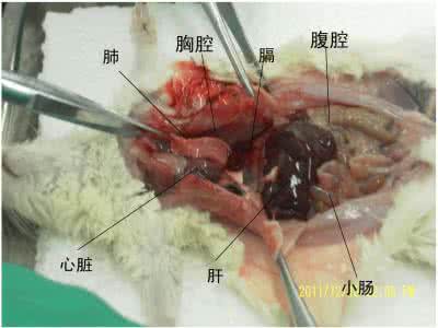 动物实验方案 血液灌流动物实验方案 哪一种动物你打了它却流了自己的血?