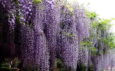 紫藤花的花语 紫藤花花语 紫藤花花语 紫藤花介绍