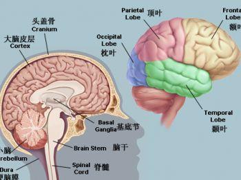 治疗小脑萎缩特效药 小脑萎缩的症状