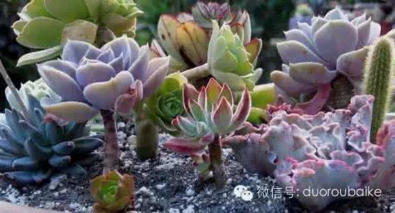 夏型种多肉 多肉夏型种、冬型种、春秋型种傻傻分不清楚?