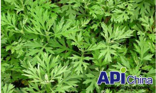 艾蒿过敏症状 艾蒿过敏症状 艾蒿过敏症状有哪些?艾蒿过敏怎么治疗