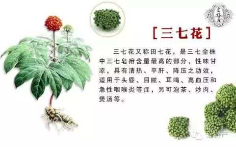 三七粉的功效与作用禁忌详解 三七花的功效与作用