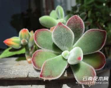 多肉植物叶子干瘪 多肉植物叶子干瘪 夏天多肉植物怎么养 叶子干瘪怎么办
