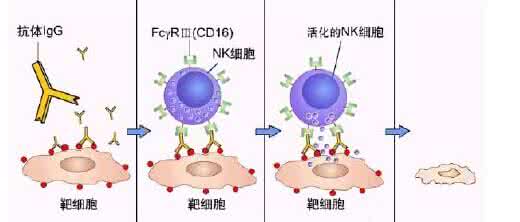 肿瘤细胞治疗 肿瘤细胞免疫疗法 什么是PD-1免疫疗法 肿瘤细胞治疗