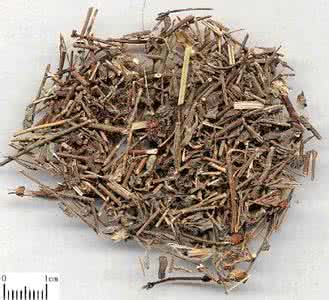 【每天一味药】骨碎补(活血疗伤药4)|彭博士带您了解传统中草药