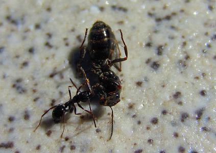 小蚂蚁搬家教案 最常见的蚂蚁 大蚂蚁小蚂蚁