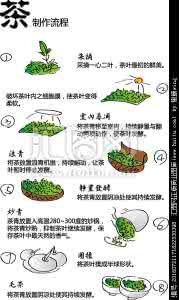 铁观音制作流程 详图细解:铁观音的制作流程