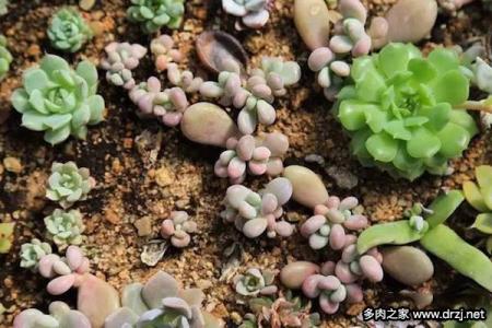 多肉僵苗后该怎么处理 【园艺】多肉叶插僵苗时该如何处理