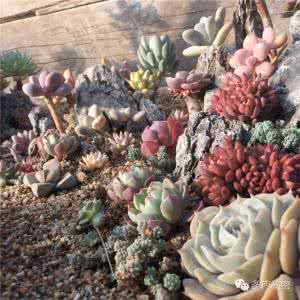 仙境传说ro谎言记录本 【多肉仙境】全程记录！