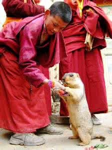 癌症克星 果类 癌症克星是这果子 不吃一定会后悔