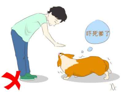 如何防止狗狗咬家具 跟陌生狗狗打招呼,如何防止不被咬?