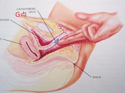 平均查找长度 剖析女人阴道平均长度是多少
