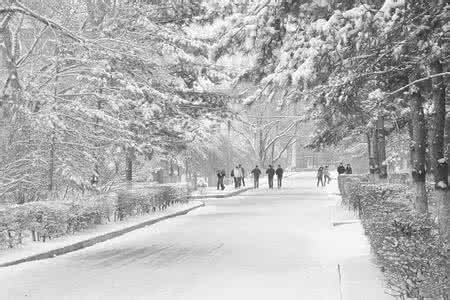 陕北大雪天细狗撵兔 梦见大雪天 梦见大学