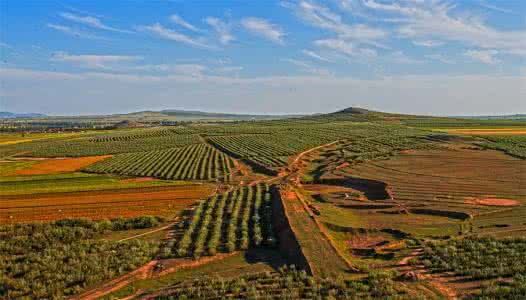 消炎药都是抗生素吗 这种“天然抗生素”田野中到处都是
