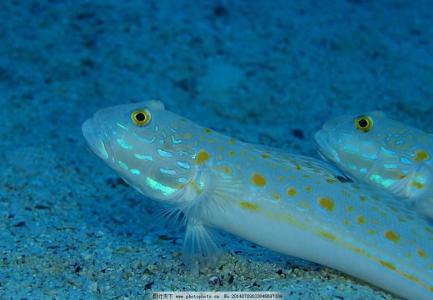 海底生物旅游的方法 海底生物 75种海底生物的编织方法（1）