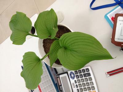 植物营养液有毒吗 这些有毒植物，千万不要在室内养！