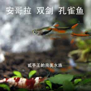 欧宝安德拉怎么样 安哥拉 安德拉怎么样
