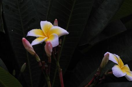 各种漂亮的花儿 转载 如何甩出漂亮的鸡蛋花儿