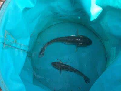 楞巴鱼 笔架山海水楞巴鱼_巴鱼