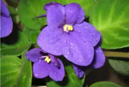 紫罗兰的花语是什么 紫罗兰的花语 【紫罗兰花语】紫罗兰的花语是什么