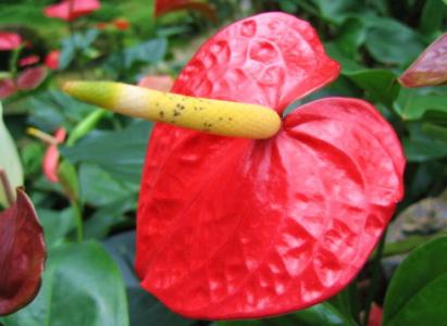 红掌花变黑是什么原因 红掌不红是什么原因