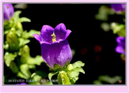 紫风铃花怎么养 紫风铃 【紫风铃花怎么养】紫风铃花怎么养好
