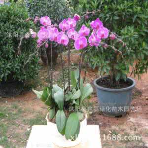 50种常见花卉浇水方法 ??30种常见花卉的正确浇水方法，送给爱花的朋友