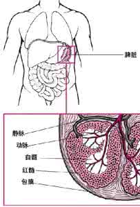 补脾肾的食物 脾肾互相促进