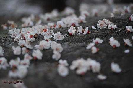 红楼梦杏花 杏花是《红楼梦》中的祸