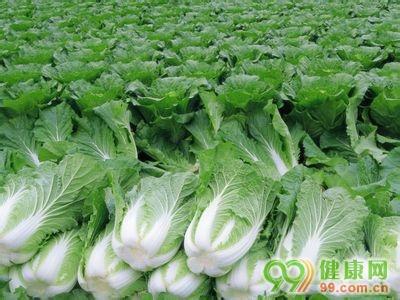 大白菜的营养价值 大白菜的营养价值 大白菜的食疗价值