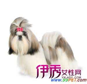 西施狗图片大全 西施狗的美容美发方法大全