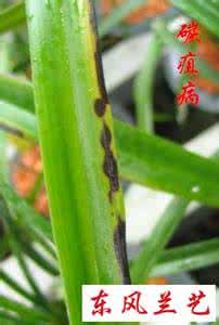 兰花叶片发黄 兰花叶片发黄 怎样才能使兰花叶片青翠油亮