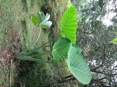 芋有多少品种 芋