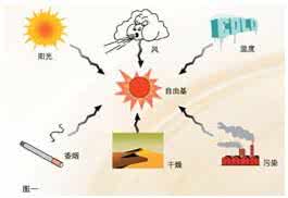 青春痘肌肤如何护理 让40岁肌肤回复青春的奥秘