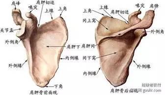 治疗肩周炎的特效药 ??【康复课堂】肩周炎精通解剖（珍贵收藏）