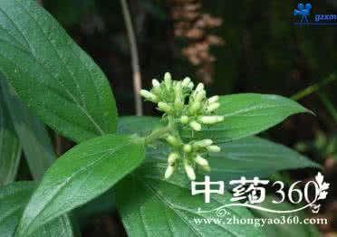 中药材植物 山曱甴 孩兜草(中药材植物名:爵床)(植物科目:爵床科)