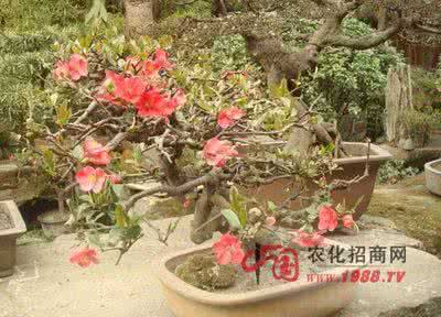 海棠花修剪技术视频 海棠花修剪方法