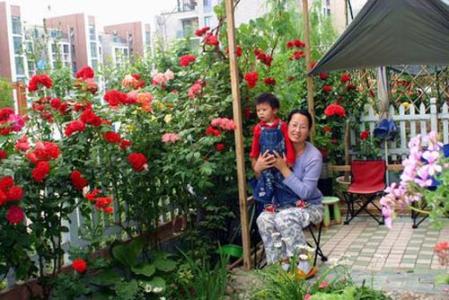 养花除虫 养花100%无毒或低毒的除虫办法