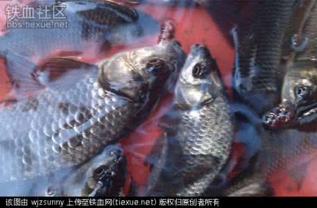 野钓鲫鱼视频 野钓鲫鱼视频 国庆特辑丨野钓鲫鱼流传至今的技巧