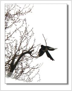 立夫草本清肤霜治湿疹 鹊肤霜怎么样 冬季湿疹也多发 不妨用鹊肤霜