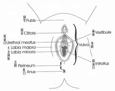外阴 形状种类图片 外阴 形状种类图片 女性外阴形状是怎样的