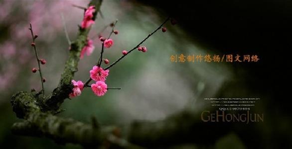 我愿做一朵莲花 我愿做一朵春天里的雪花
