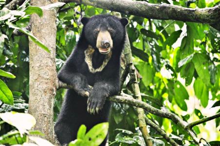 马来熊图片 马来熊(图)