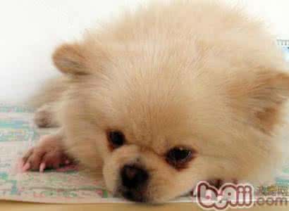 宠物指甲剪哪个牌子好 给宠物戴指甲套真的好吗