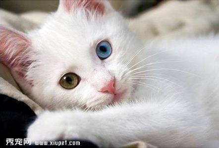 波斯猫毛怎么护理 波斯猫的护理方法