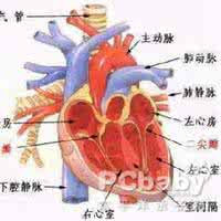 四腔心见是代表心脏好 心脏无痛不代表心脏健康