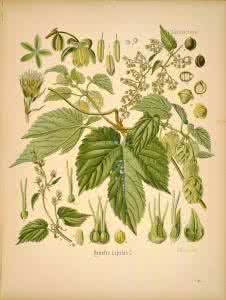 植物装饰画 植物装饰画 植物装饰画，送给热爱植物却养啥死啥的你